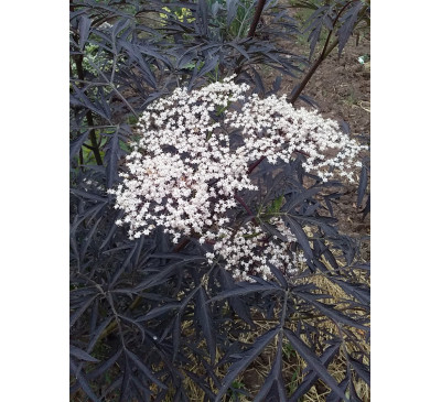 Бузина чорна Блек Лейс (Sambucus nigra ‘Black Lace’)